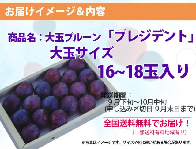 山形県産 大玉 生プルーン プレジデント 産直 お取り寄せ フルーツ 送料無料