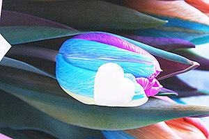 レインボーチューリップ 送料無料