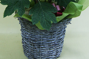 ピラミッド紫陽花柏葉アジサイ