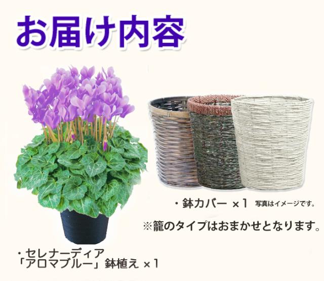 セレナーディア アロマブルー カゴ入り