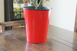 インテリアグリーン観葉植物　　コンロンカ　ハンカチの木　鉢植え　送料無料　ネット通販花屋花樹有（かじゅある )