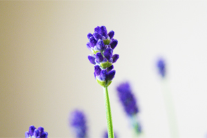 インテリアグリーン イングリッシュラベンダー 送料無料 ネット通販花屋花樹有(かじゅある )