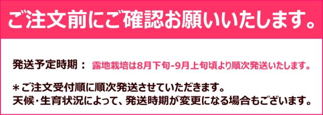 ピオーネ