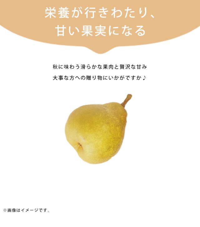 オーロラ