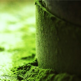 石臼挽き宇治抹茶（お濃茶）