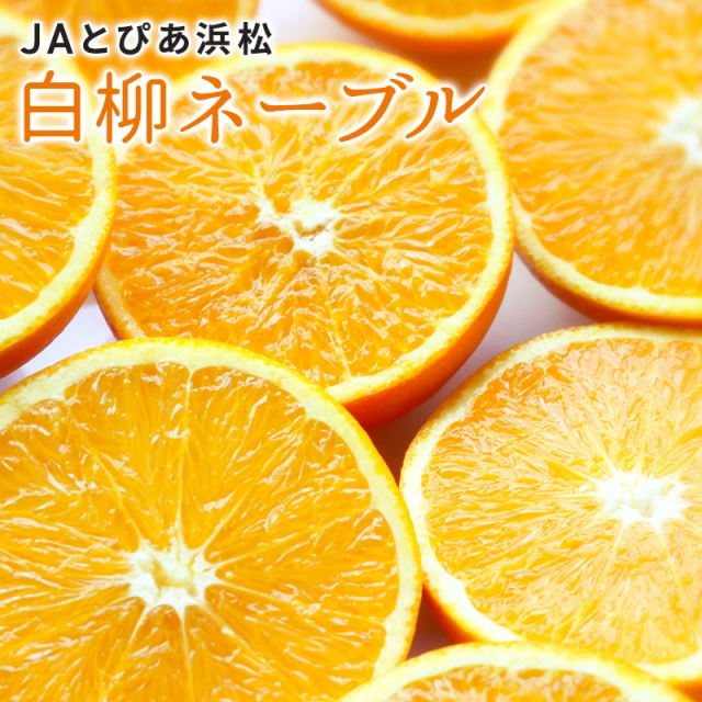 訳あり】JAとぴあ白柳ネーブル 2.5kg 大玉1個約400g ネーブル 浜松 みかん ミカン 蜜柑 お歳暮 ギフト 送料無料 甘い 直売 ...