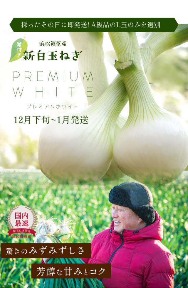 葉付き 浜松産白玉ねぎ