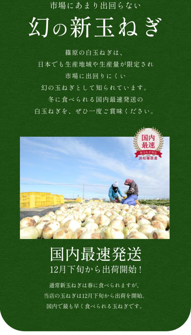 葉付き 浜松産白玉ねぎ