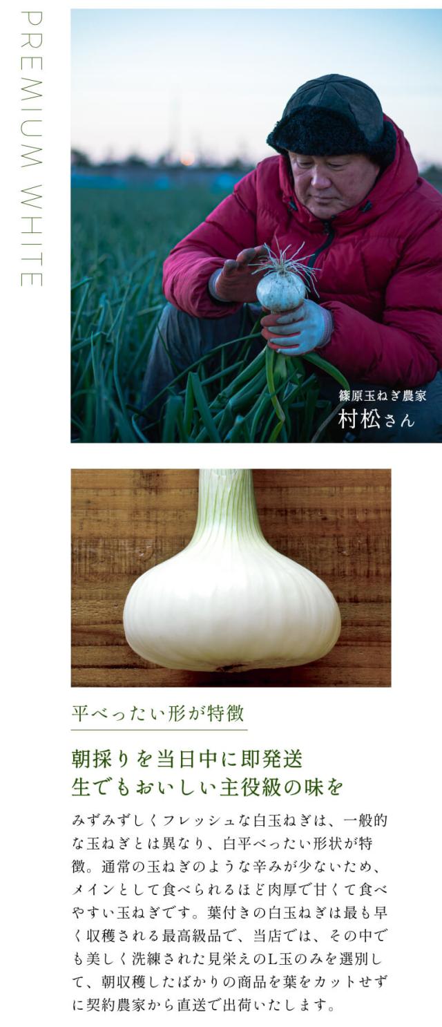 葉付き 浜松産白玉ねぎ