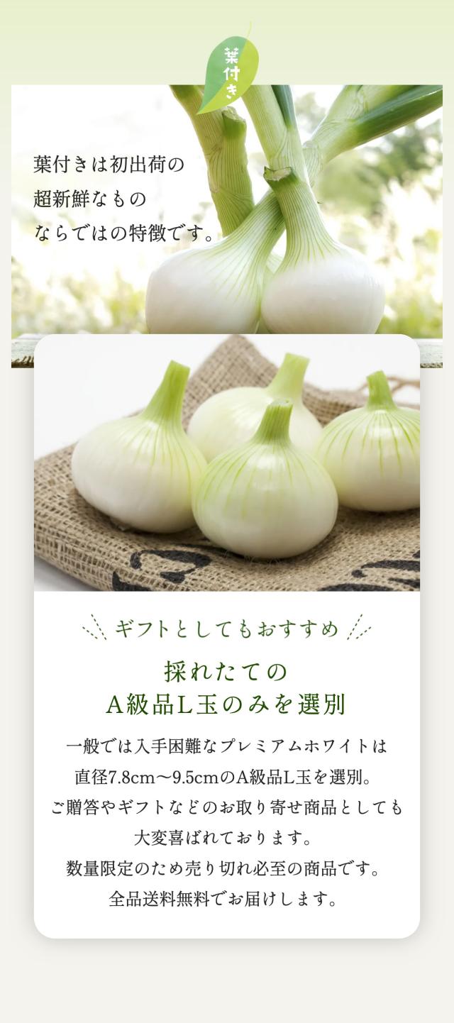 葉付き 浜松産白玉ねぎ