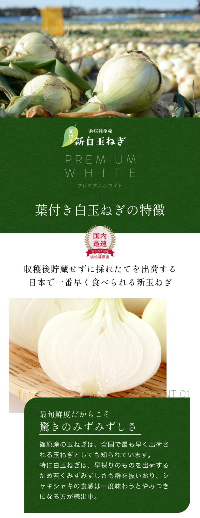 葉付き 浜松産白玉ねぎ