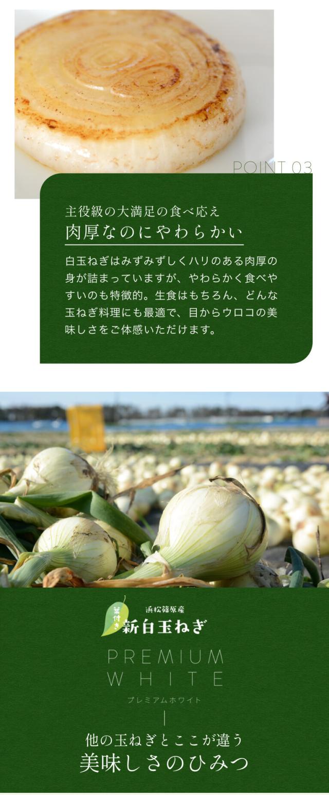 葉付き 浜松産白玉ねぎ