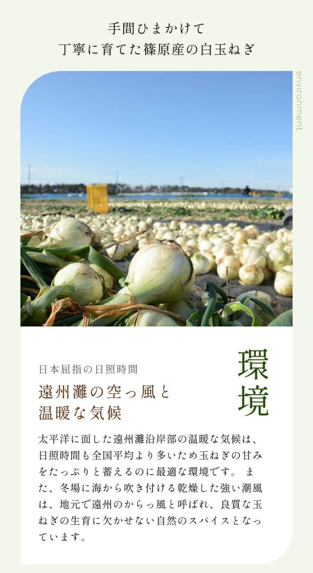 葉付き 浜松産白玉ねぎ