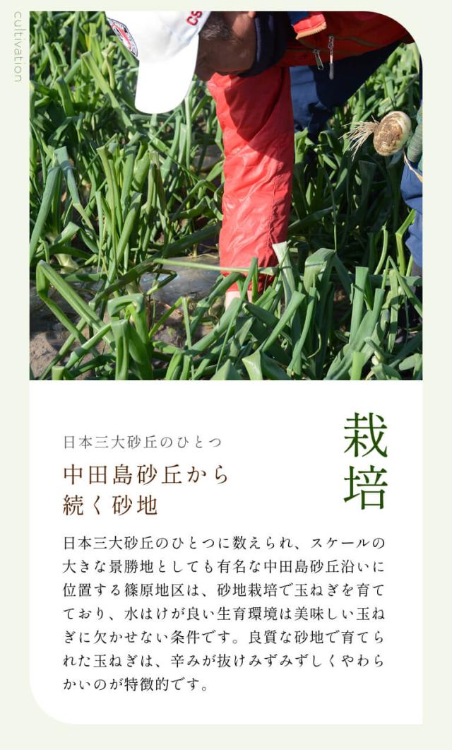 葉付き 浜松産白玉ねぎ