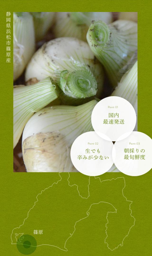  浜松産白玉ねぎ