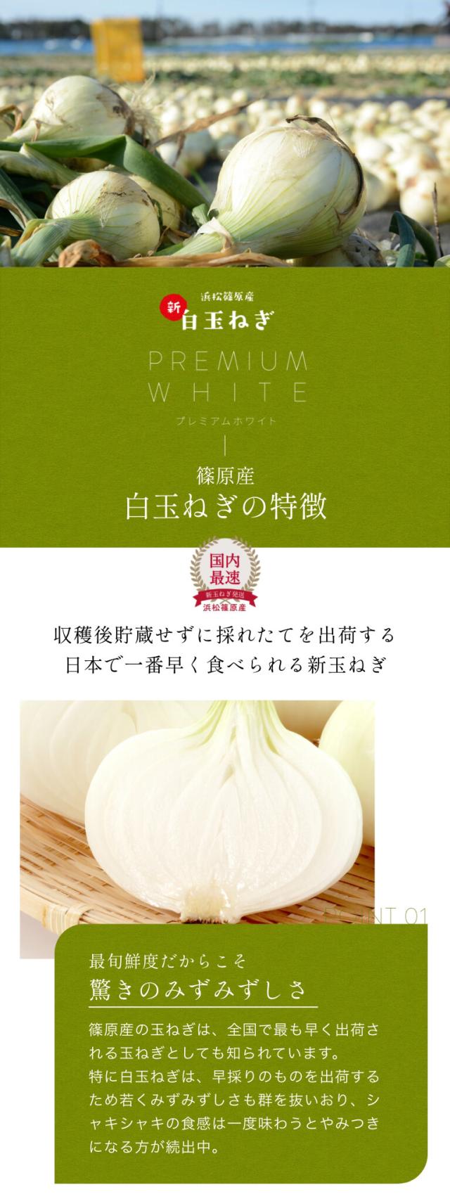  浜松産白玉ねぎ