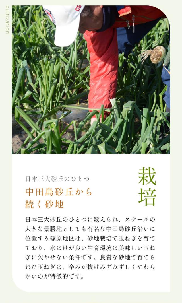  浜松産白玉ねぎ