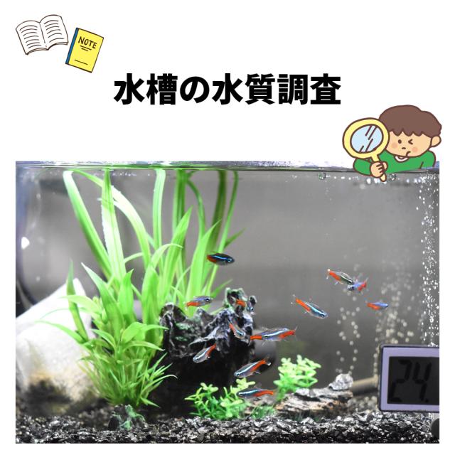 pH試験紙