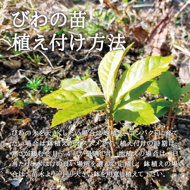 特価新作希少　メチャクチャ美味しい幻の白ビワ　苗　枇杷の苗木 観葉植物