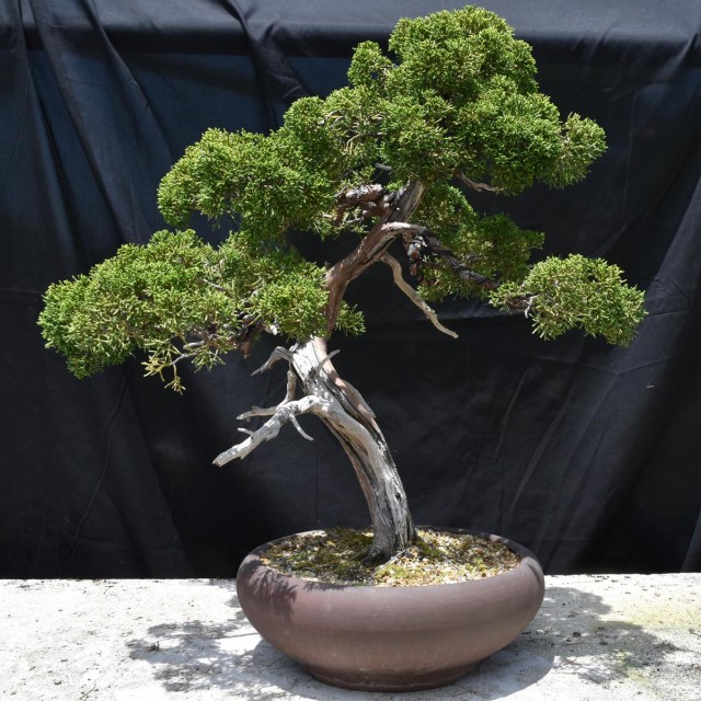 在庫限り 盆栽 真柏 ジンシャリ 中品盆栽 Bonsai 販売 人気カラー再販 Starliv In