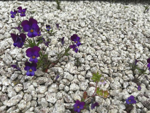 砂利 玉石 洋風 庭 玉砂利