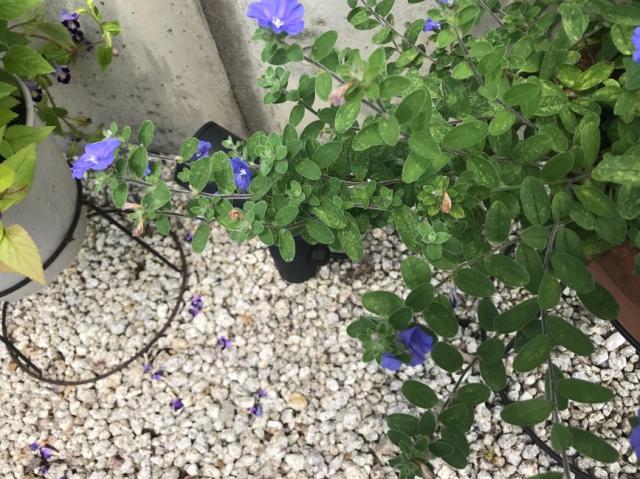 砂利 玉石 洋風 庭 玉砂利