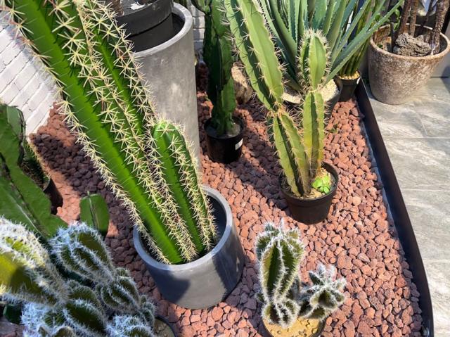 溶岩石 庭 ガーデニング ドライガーデン レイアウト 砂利