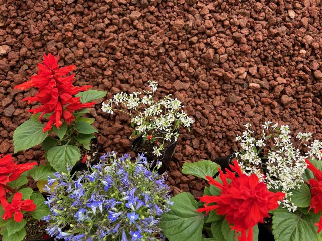 溶岩石 庭 ガーデニング ドライガーデン レイアウト 砂利