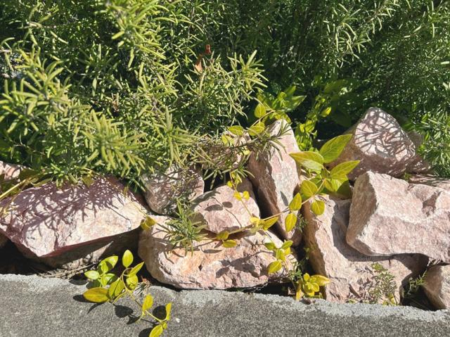 ゴロタ石の施工写真