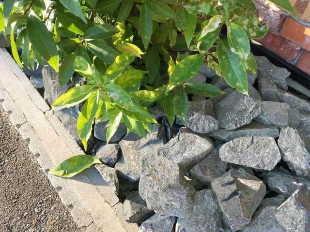 庭石 割栗石の施工写真