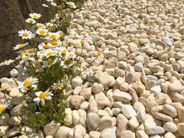 砂利 玉石 洋風 庭 玉砂利石