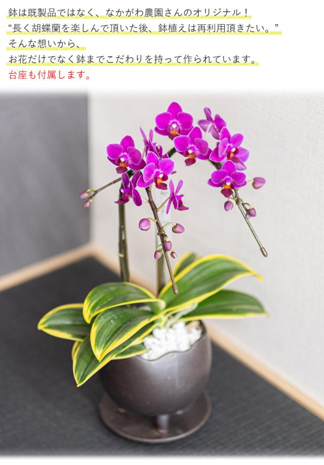 中国 見込み花図　花形洗筆（鉢）　u6230931 中国 見込み花図花形洗筆（鉢）u6230931
