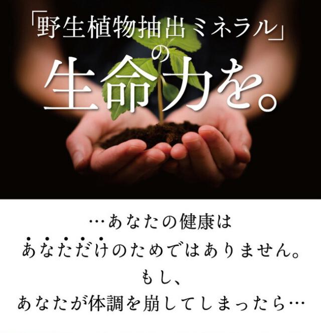 レスベラトロール サプリメント 酵素 サプリ 送料無料 元気ミネラル酵素 福寿