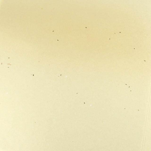 書道用紙 かな用料紙 蘭