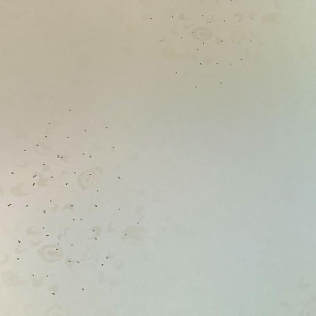 書道用紙 かな用料紙 花散里