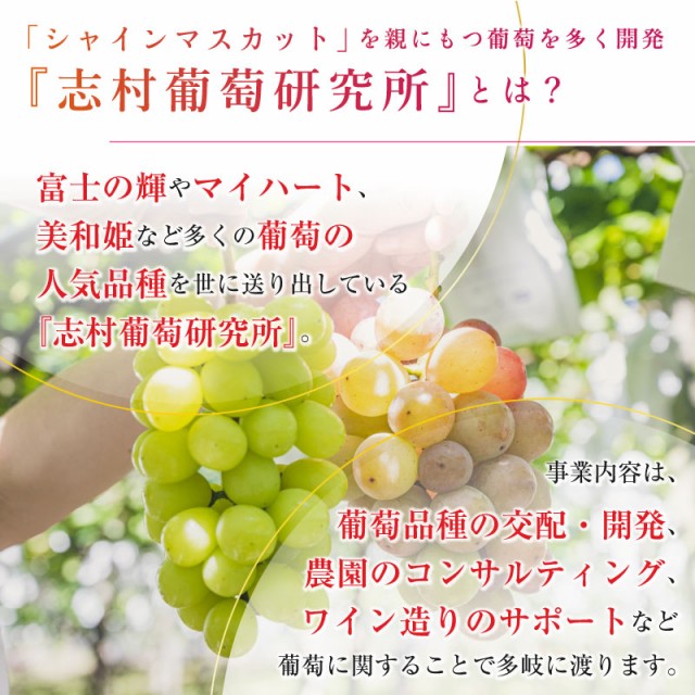 [最短順次発送] 富士の輝 2房 約1kg 約500g x2 大粒 化粧箱 ぶどう ブドウ 葡萄 富士の輝き 山梨県 笛吹 夏ギフト お中元  御中元｜au PAY マーケット