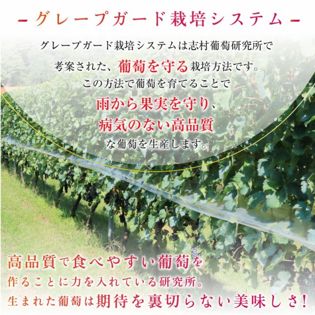 最短順次発送] 富士の輝 2房 約1kg 約500g x2 大粒 化粧箱 ぶどう