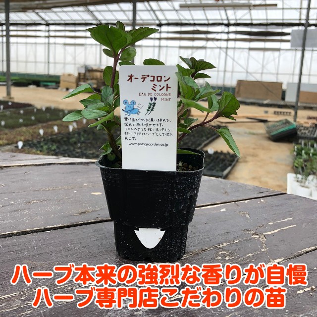 ハーブ 苗 オーデコロンミント（ハーブティ ハッカ油 虫除け グリーン 鉢植え 栽培方法 育て方 使い方 選び方 種類 花苗 プランター 栽培