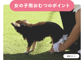 Famy 犬用おむつ
