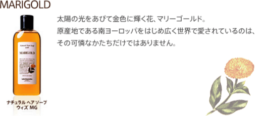 マリーゴールド