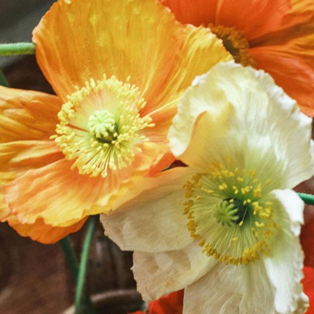 Papavero Soave シャワージェル 250ml