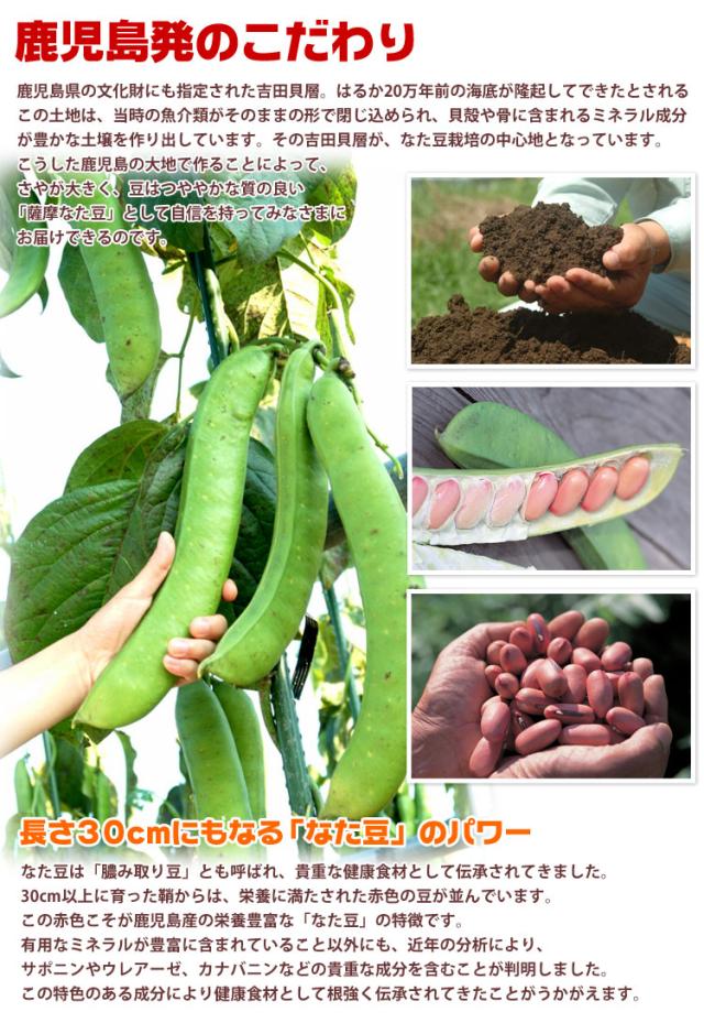 なたまめ歯磨き