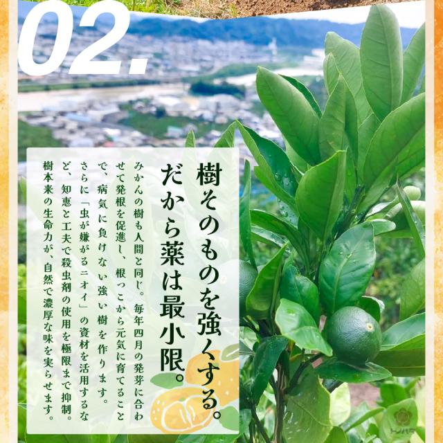 02.樹そのものを強くする。だから薬は最小限。虫が嫌がるニオイの資材を活用するなど知恵と工夫で殺虫剤の使用を極限まで抑制。
