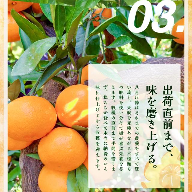 03.出荷直前まで味を磨き上げる。天候を見極めながら六種類もの肥料を使い分けて樹が喜ぶ栄養を与えます。