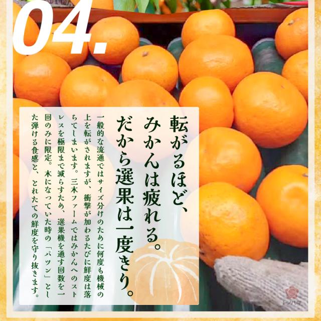 04.転がるほどみかんは疲れる。だから選果は一度きり。木になっていた時の「パツン」とした弾ける食感と、とれたての鮮度を守り抜きます。