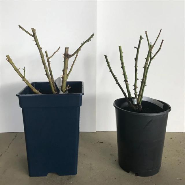 お届けイメージ