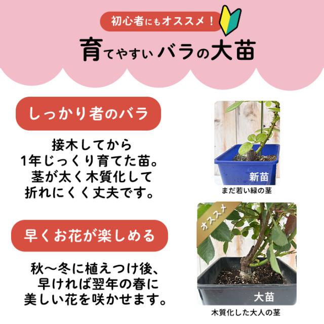 大苗育て方1