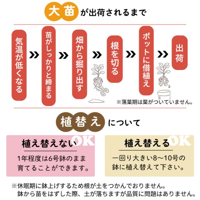 大苗育て方2