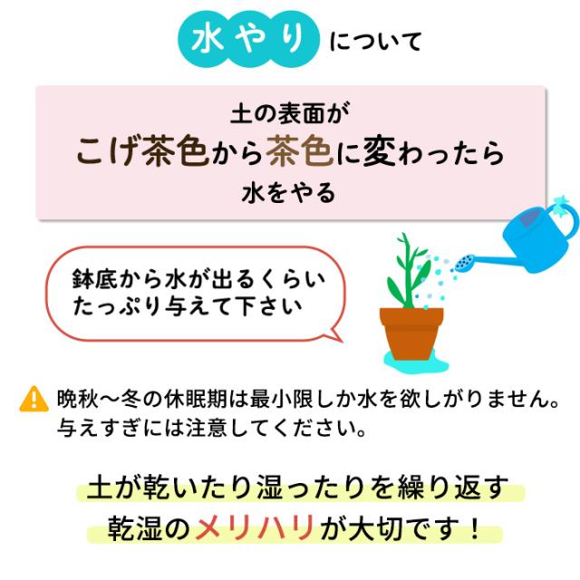 大苗育て方3