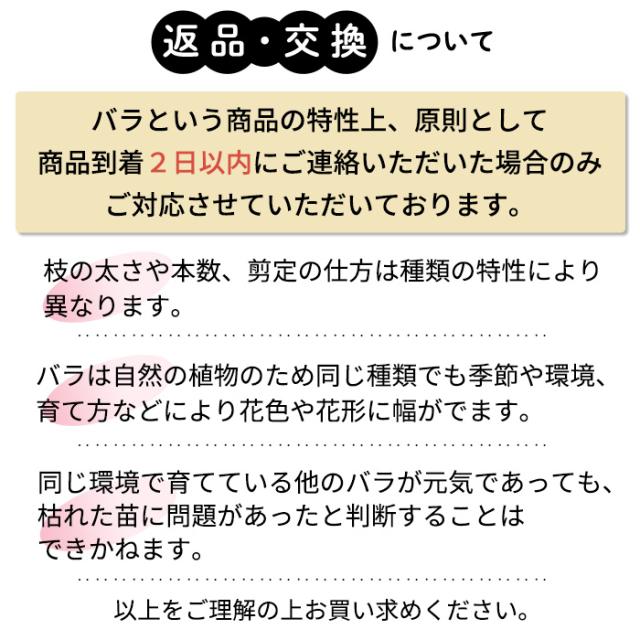 大苗育て方4